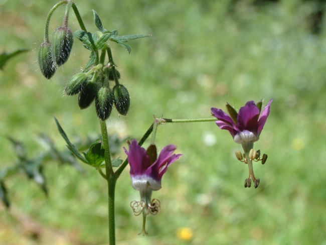 Geranium reflexum / Geranio a petali riflessi